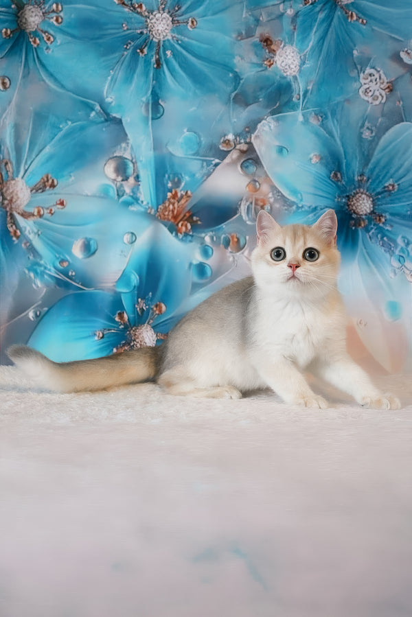 Ilona | British Shorthair Kitten