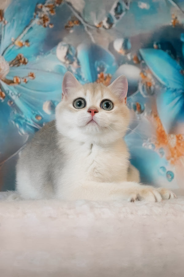 Ilona | British Shorthair Kitten