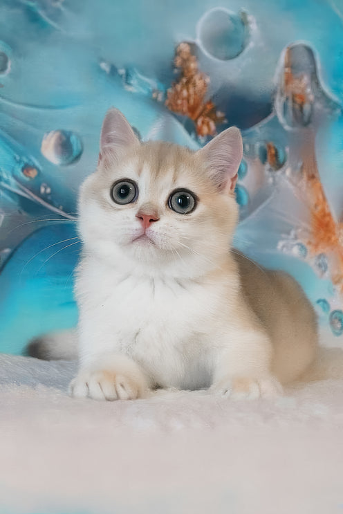 Ilona | British Shorthair Kitten