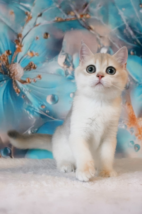 Ilona | British Shorthair Kitten