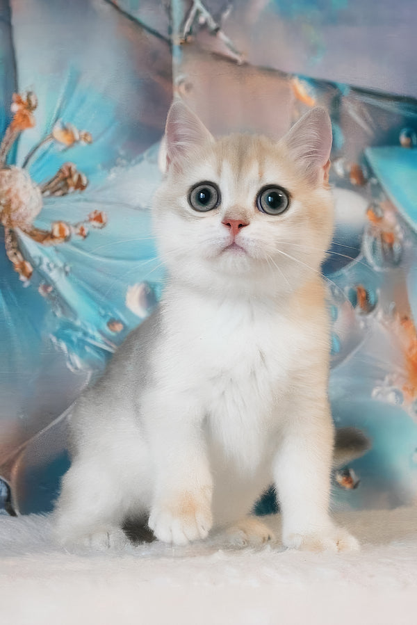 Ilona | British Shorthair Kitten
