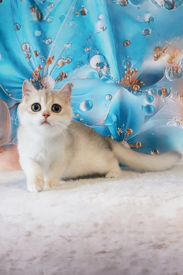 Ilona | British Shorthair Kitten