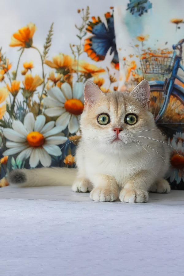 Ilona | British Shorthair Kitten
