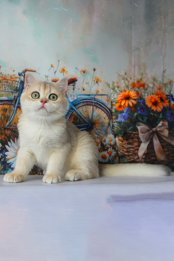 Ilona | British Shorthair Kitten