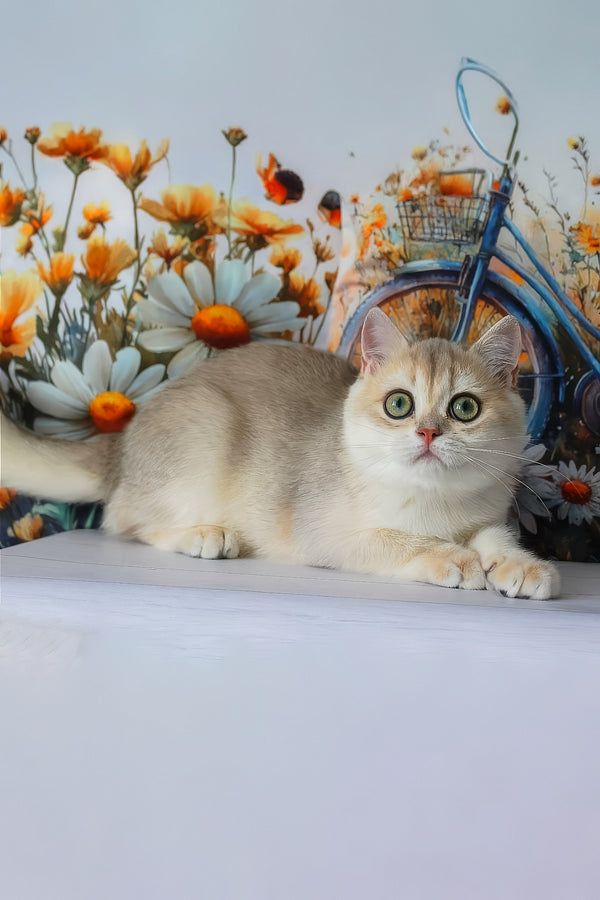 Ilona | British Shorthair Kitten