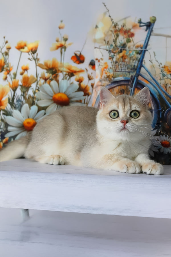 Ilona | British Shorthair Kitten