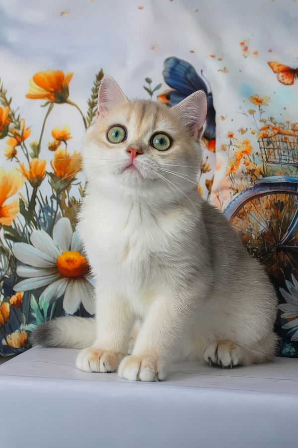 Ilona | British Shorthair Kitten