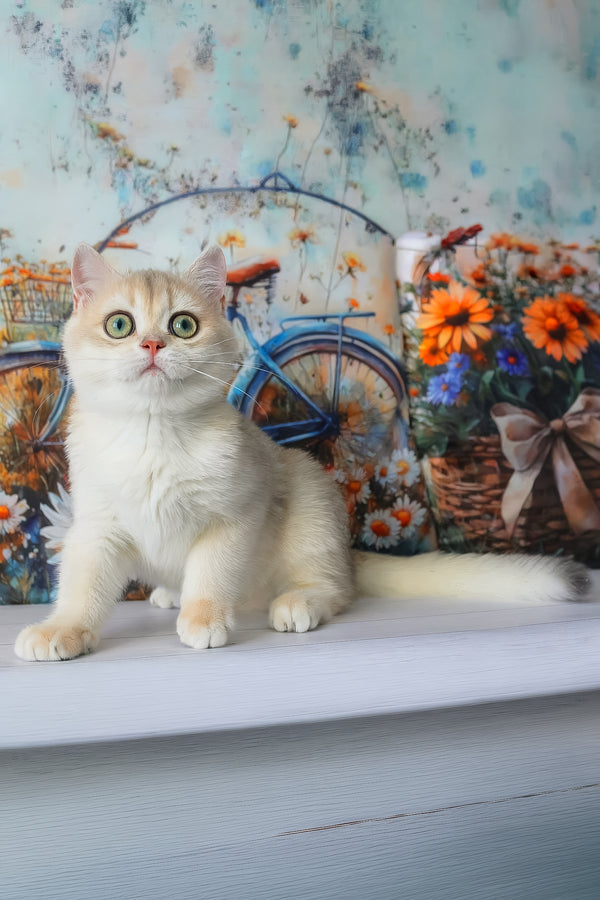 Ilona | British Shorthair Kitten