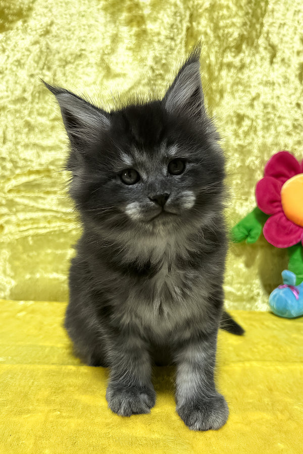 Fabbi | Maine Coon Kitten