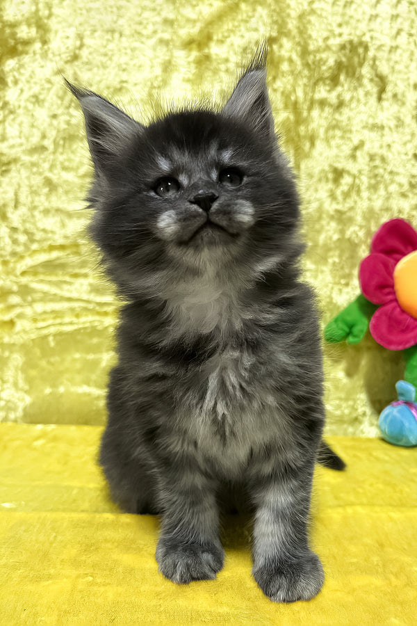 Fabbi | Maine Coon Kitten