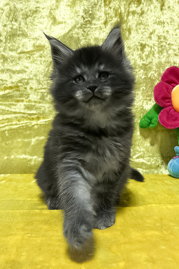 Fabbi | Maine Coon Kitten