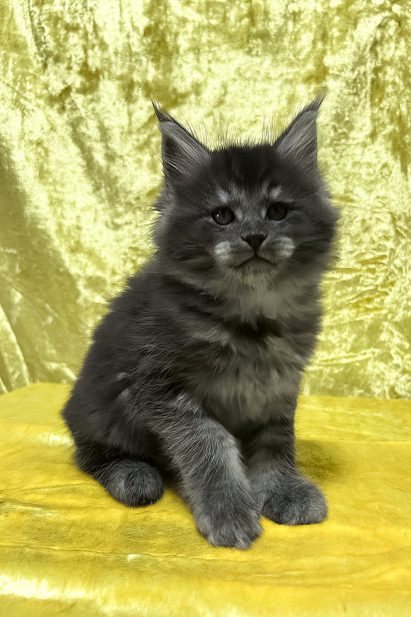 Fabbi | Maine Coon Kitten