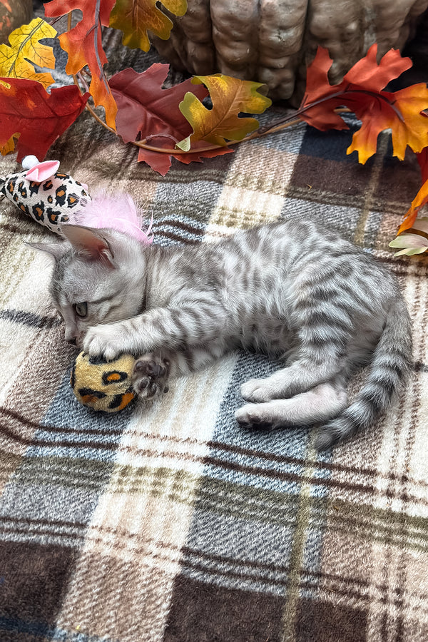 Fandral | Bengal Kitten