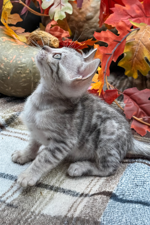 Fandral | Bengal Kitten