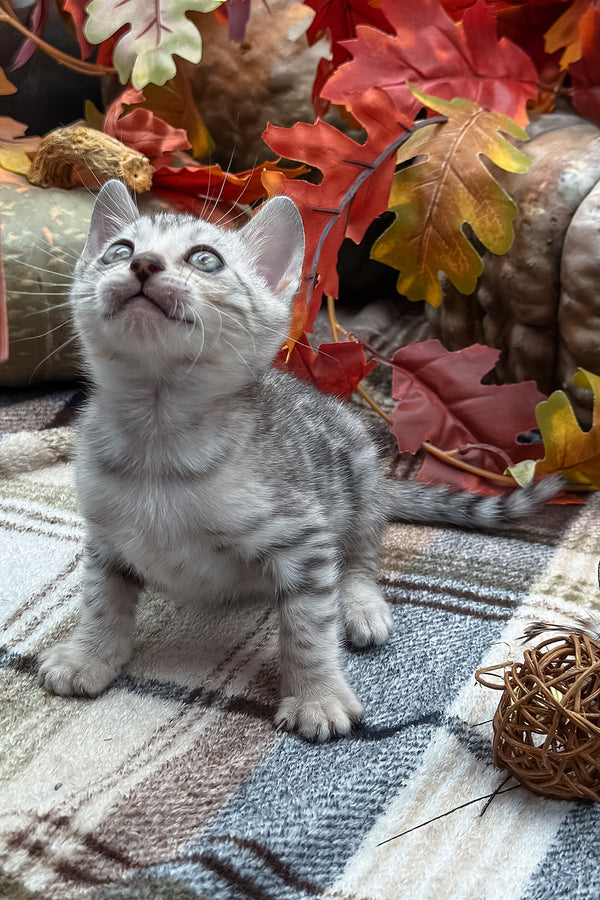 Fandral | Bengal Kitten