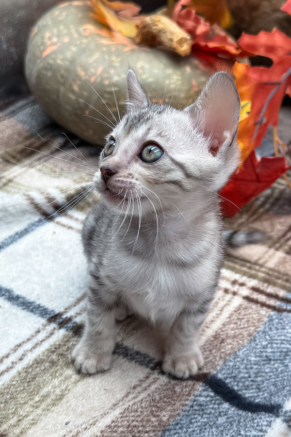 Fandral | Bengal Kitten