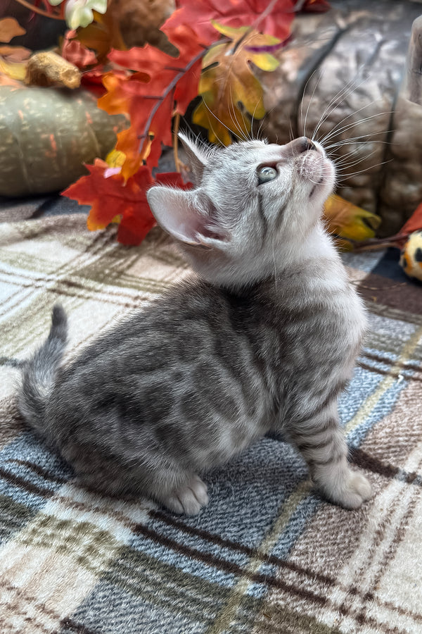 Fandral | Bengal Kitten