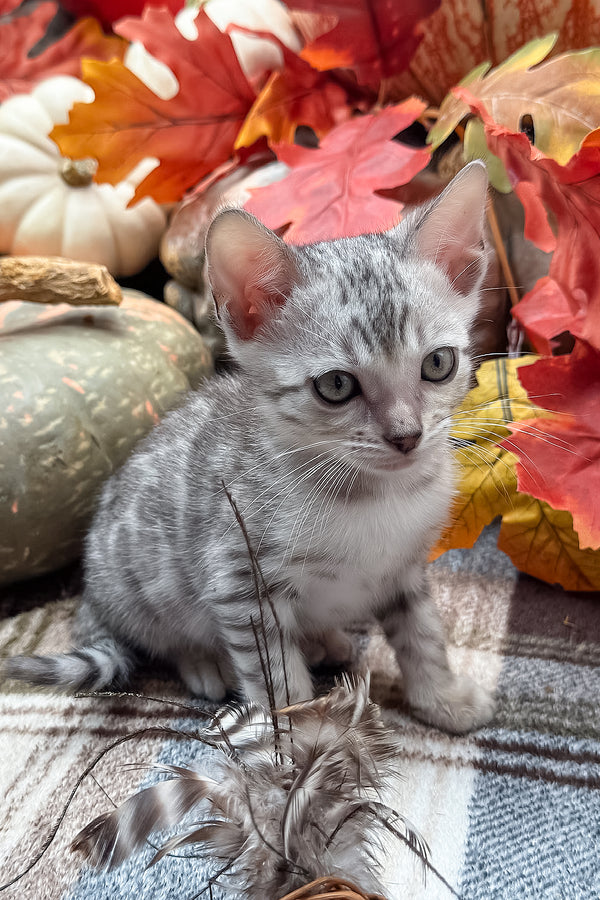 Fandral | Bengal Kitten
