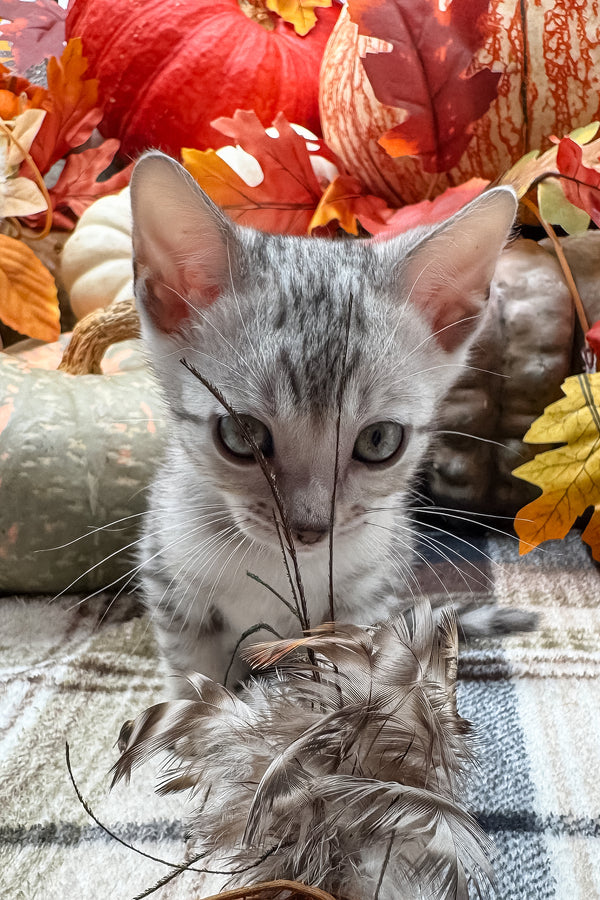 Fandral | Bengal Kitten