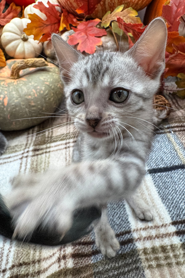 Fandral | Bengal Kitten
