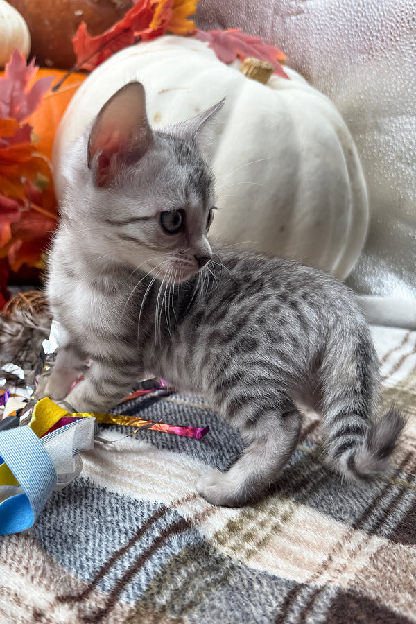 Fandral | Bengal Kitten