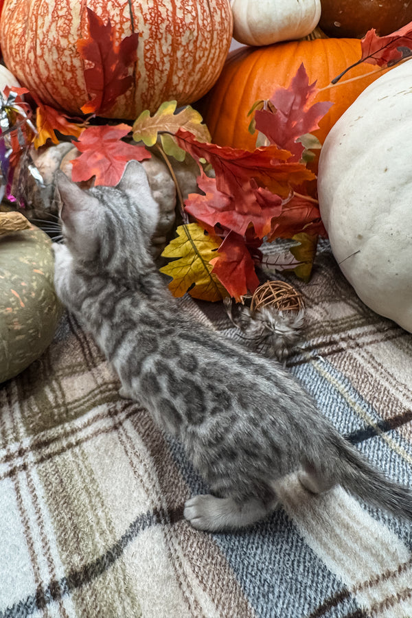Fandral | Bengal Kitten