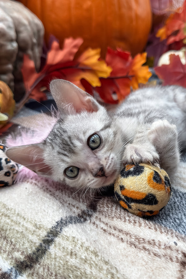 Fandral | Bengal Kitten