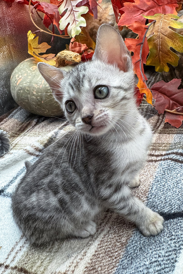 Fandral | Bengal Kitten