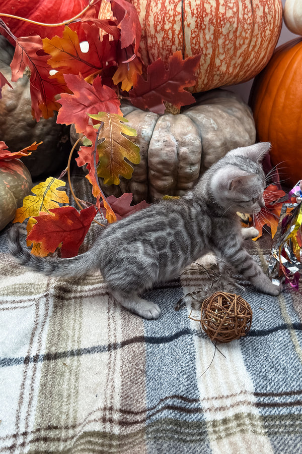 Fandral | Bengal Kitten