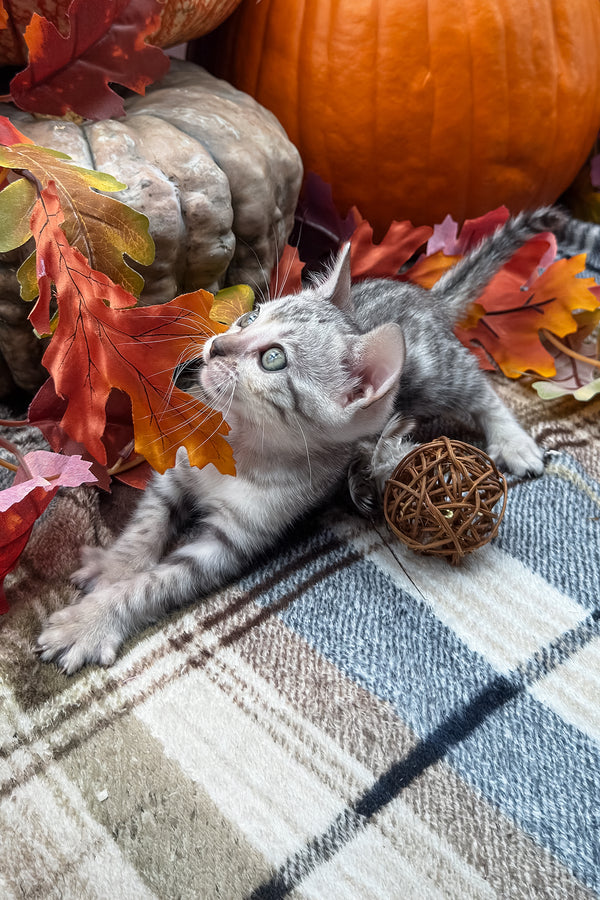 Fandral | Bengal Kitten