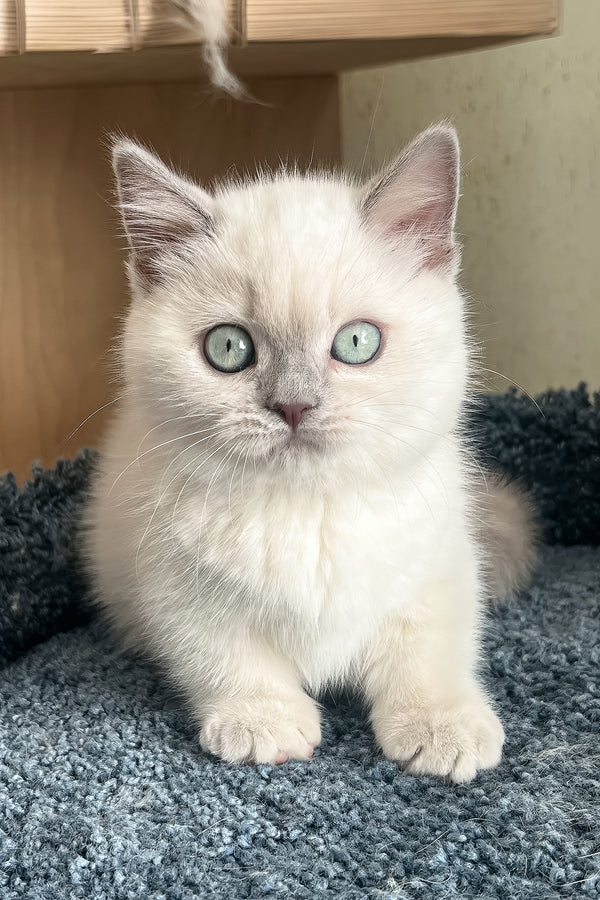 Faneva | Minuet Kitten