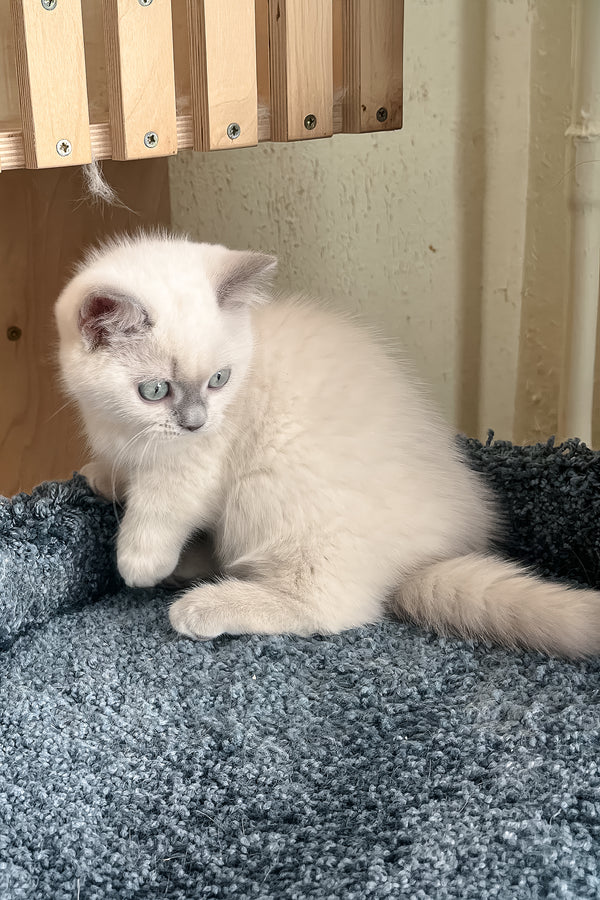 Faneva | Minuet Kitten