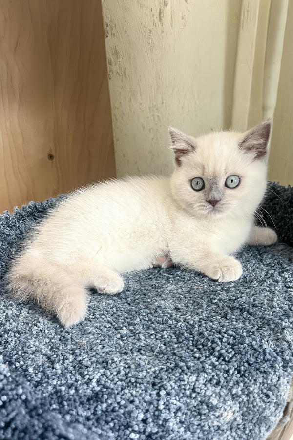 Faneva | Minuet Kitten