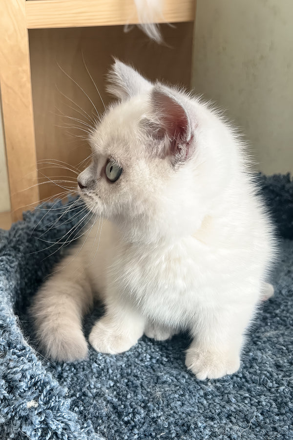 Faneva | Minuet Kitten