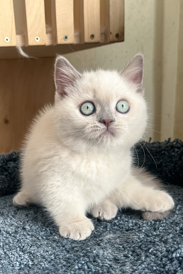 Faneva | Minuet Kitten