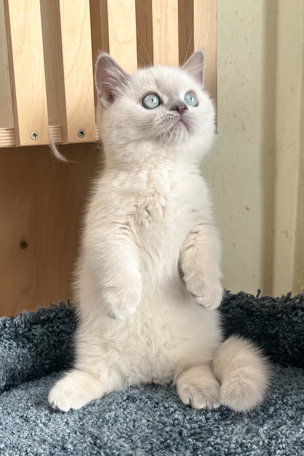 Faneva | Minuet Kitten