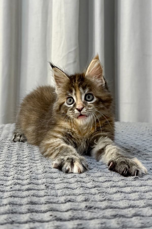 Fanta | Maine Coon Kitten