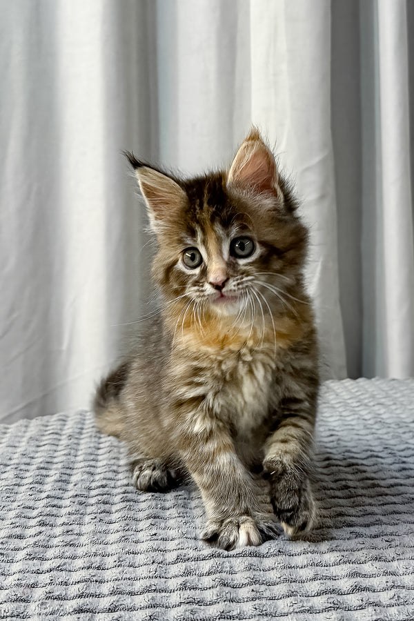 Fanta | Maine Coon Kitten