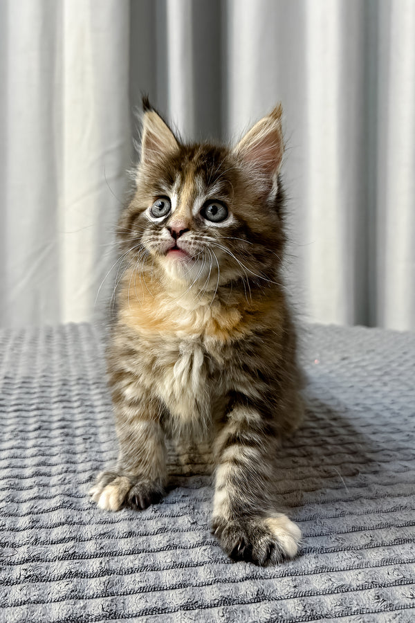 Fanta | Maine Coon Kitten