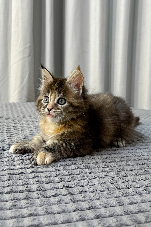Fanta | Maine Coon Kitten
