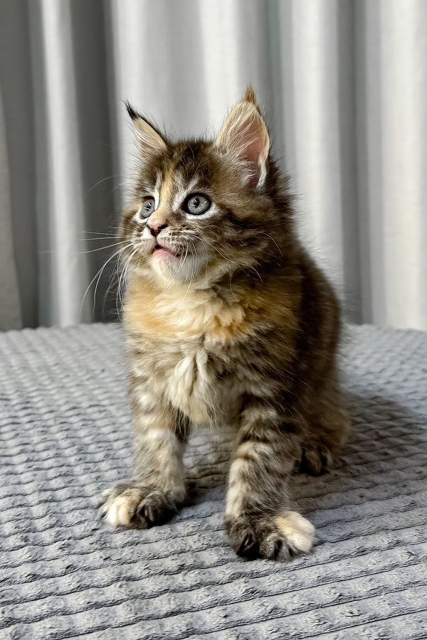 Fanta | Maine Coon Kitten