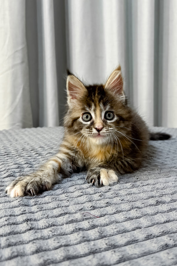 Fanta | Maine Coon Kitten