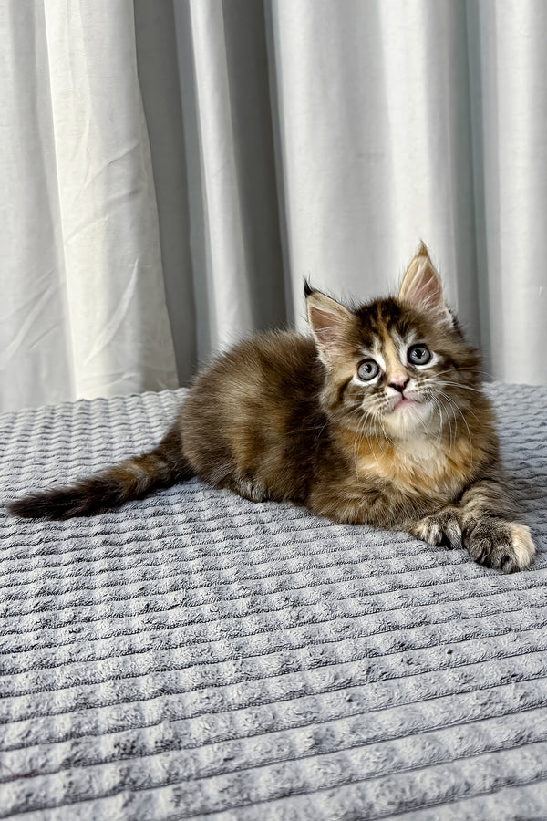 Fanta | Maine Coon Kitten