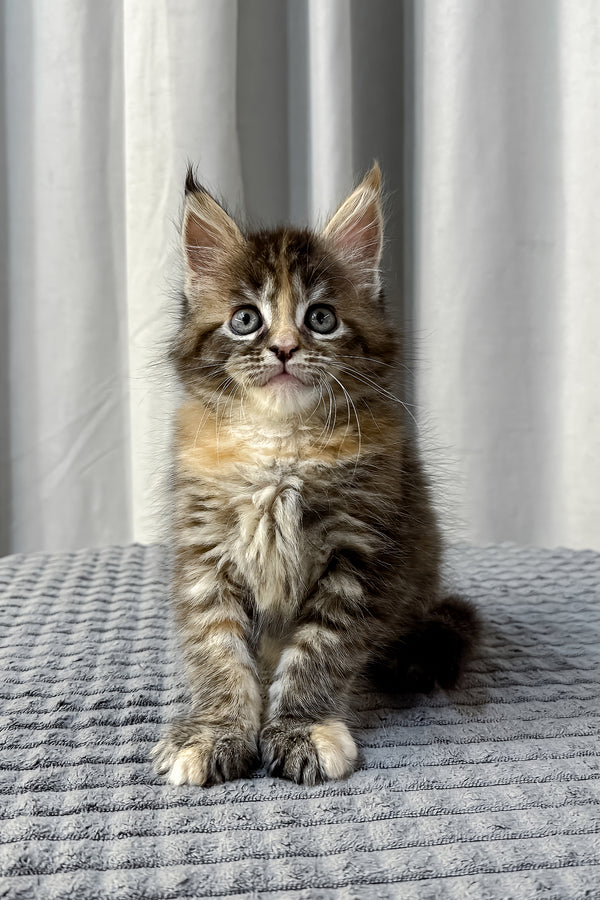 Fanta | Maine Coon Kitten
