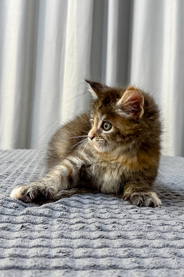 Fanta | Maine Coon Kitten