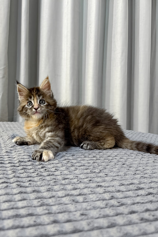Fanta | Maine Coon Kitten