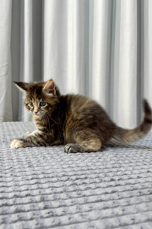 Fanta | Maine Coon Kitten