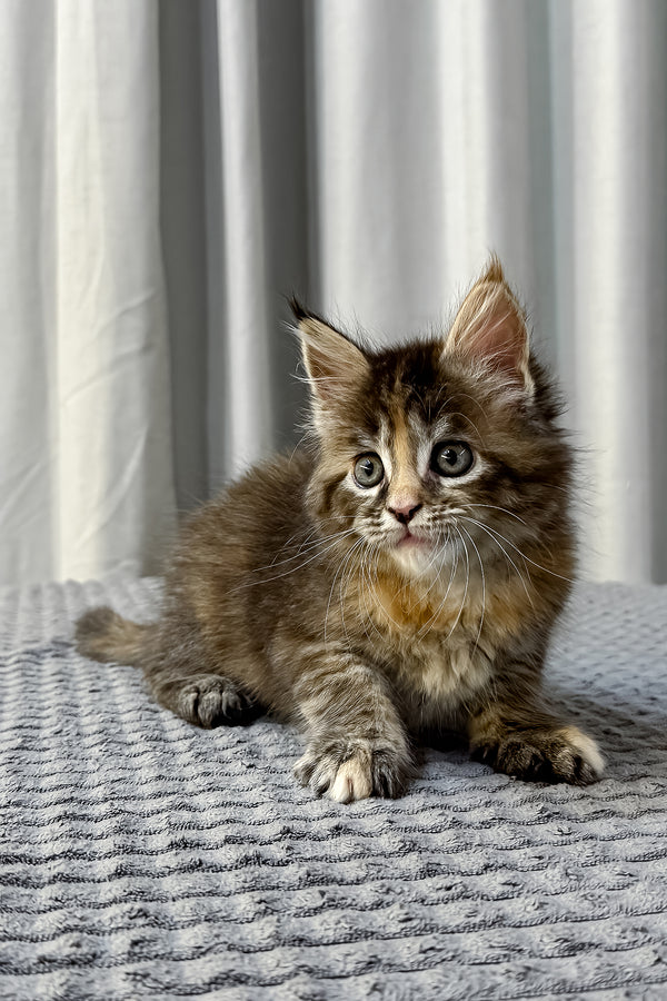 Fanta | Maine Coon Kitten