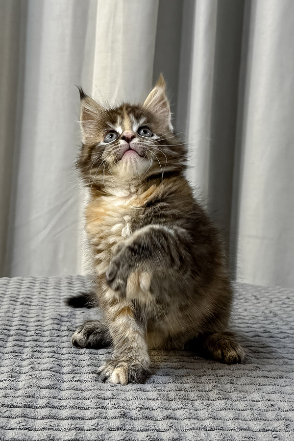 Fanta | Maine Coon Kitten
