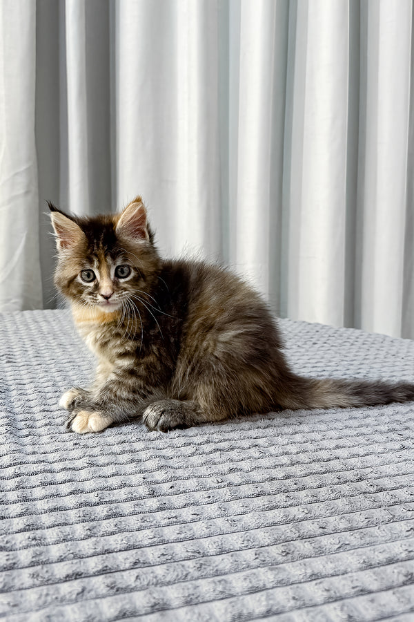 Fanta | Maine Coon Kitten